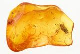 Fossil False Darkling Beetle (Abdera) in Baltic Amber #315292-1